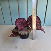 Load image into Gallery viewer, #RD24 Begonia Sugar Plum Fairy