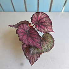 Load image into Gallery viewer, #RD24 Begonia Sugar Plum Fairy