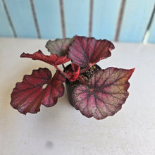 Load image into Gallery viewer, #RD24 Begonia Sugar Plum Fairy