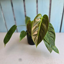 Load image into Gallery viewer, #R90 Philodendron Esmeraldense