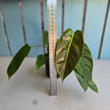 Load image into Gallery viewer, #R90 Philodendron Esmeraldense