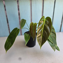Load image into Gallery viewer, #R90 Philodendron Esmeraldense