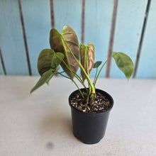 Load image into Gallery viewer, #R90 Philodendron Esmeraldense