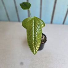 Load image into Gallery viewer, #R48 Anthurium Furcatum