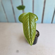 Load image into Gallery viewer, #R48 Anthurium Furcatum