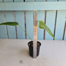Load image into Gallery viewer, #R48 Anthurium Furcatum