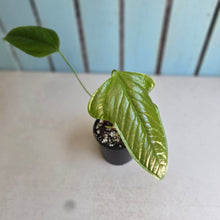 Load image into Gallery viewer, #R48 Anthurium Furcatum