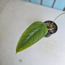Load image into Gallery viewer, #R48 Anthurium Furcatum