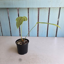 Load image into Gallery viewer, #R48 Anthurium Furcatum