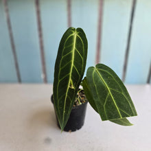 Load image into Gallery viewer, #RD14 Anthurium Warocqueanum