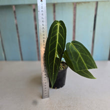 Load image into Gallery viewer, #RD14 Anthurium Warocqueanum