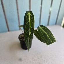 Load image into Gallery viewer, #RD14 Anthurium Warocqueanum