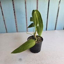 Load image into Gallery viewer, #RD14 Anthurium Warocqueanum