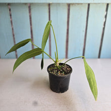 Load image into Gallery viewer, #RD14 Anthurium Warocqueanum