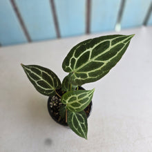 Load image into Gallery viewer, #RD51 Anthurium Crystallinum x