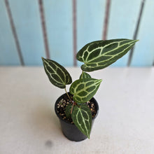 Load image into Gallery viewer, #RD51 Anthurium Crystallinum x