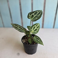Load image into Gallery viewer, #RD51 Anthurium Crystallinum x