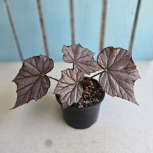 Load image into Gallery viewer, #R30 Begonia Burgundy Sunrise