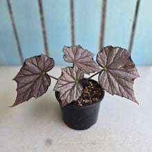 Load image into Gallery viewer, #R30 Begonia Burgundy Sunrise