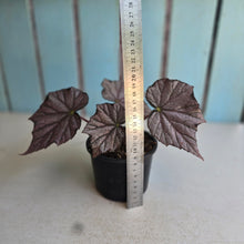 Load image into Gallery viewer, #R30 Begonia Burgundy Sunrise