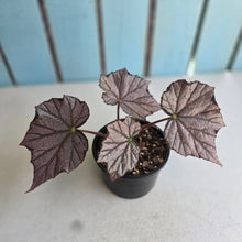 Load image into Gallery viewer, #R30 Begonia Burgundy Sunrise
