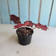 Load image into Gallery viewer, #R30 Begonia Burgundy Sunrise