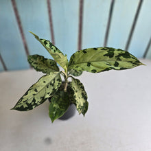 Load image into Gallery viewer, #D118 Aglaonema Pictum Tricolor