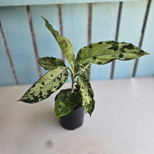Load image into Gallery viewer, #D118 Aglaonema Pictum Tricolor