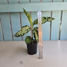 Load image into Gallery viewer, #D118 Aglaonema Pictum Tricolor