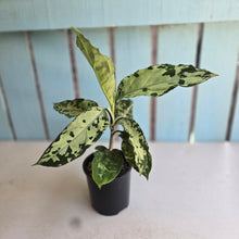 Load image into Gallery viewer, #D118 Aglaonema Pictum Tricolor