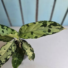 Load image into Gallery viewer, #D118 Aglaonema Pictum Tricolor