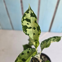 Load image into Gallery viewer, #D118 Aglaonema Pictum Tricolor