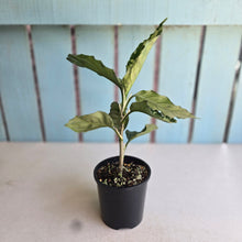 Load image into Gallery viewer, #D118 Aglaonema Pictum Tricolor