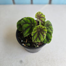 Load image into Gallery viewer, #R46 Begonia Quadrialata ssp. Nimbaensis