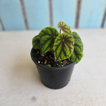 Load image into Gallery viewer, #R46 Begonia Quadrialata ssp. Nimbaensis