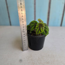 Load image into Gallery viewer, #R46 Begonia Quadrialata ssp. Nimbaensis