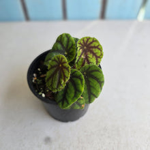 Load image into Gallery viewer, #R46 Begonia Quadrialata ssp. Nimbaensis