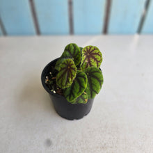 Load image into Gallery viewer, #R46 Begonia Quadrialata ssp. Nimbaensis
