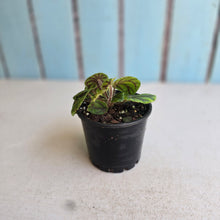 Load image into Gallery viewer, #R46 Begonia Quadrialata ssp. Nimbaensis