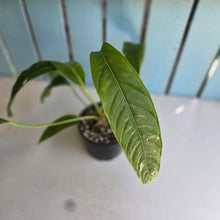 Load image into Gallery viewer, #D48 Anthurium Spectabile