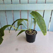 Load image into Gallery viewer, #D48 Anthurium Spectabile