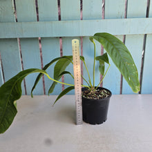 Load image into Gallery viewer, #D48 Anthurium Spectabile