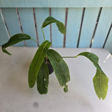 Load image into Gallery viewer, #D48 Anthurium Spectabile
