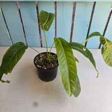 Load image into Gallery viewer, #D48 Anthurium Spectabile