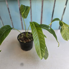 Load image into Gallery viewer, #D48 Anthurium Spectabile