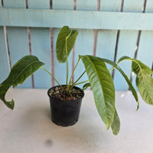 Load image into Gallery viewer, #D48 Anthurium Spectabile