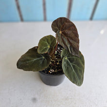 Load image into Gallery viewer, #RD3 Begonia Burkillii Dark Form