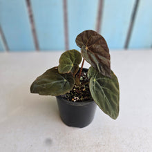 Load image into Gallery viewer, #RD3 Begonia Burkillii Dark Form