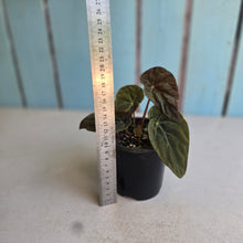 Load image into Gallery viewer, #RD3 Begonia Burkillii Dark Form