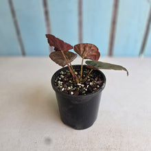 Load image into Gallery viewer, #RD3 Begonia Burkillii Dark Form